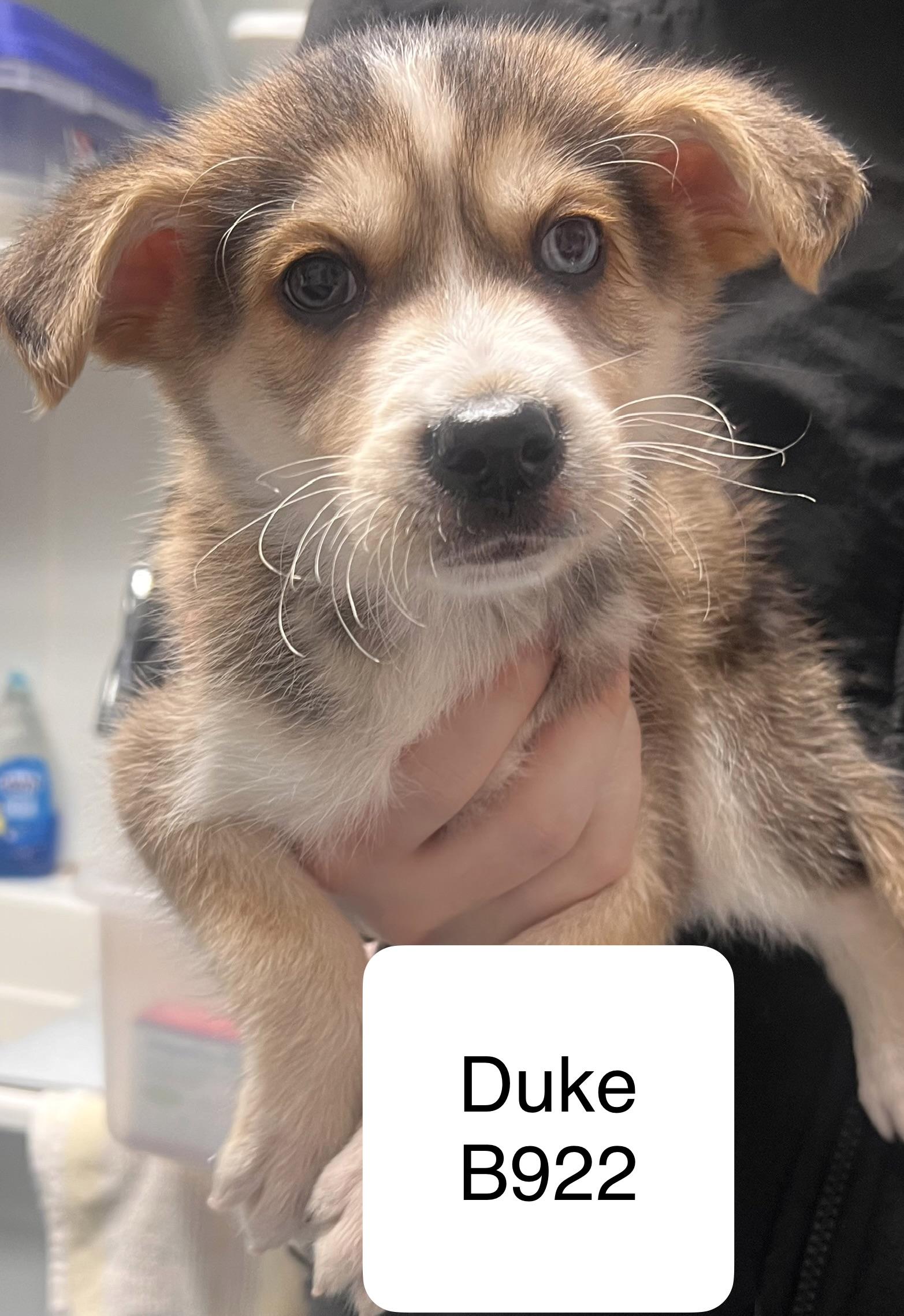 Duke, ADOPTABLE, Puppy Male Husky.
