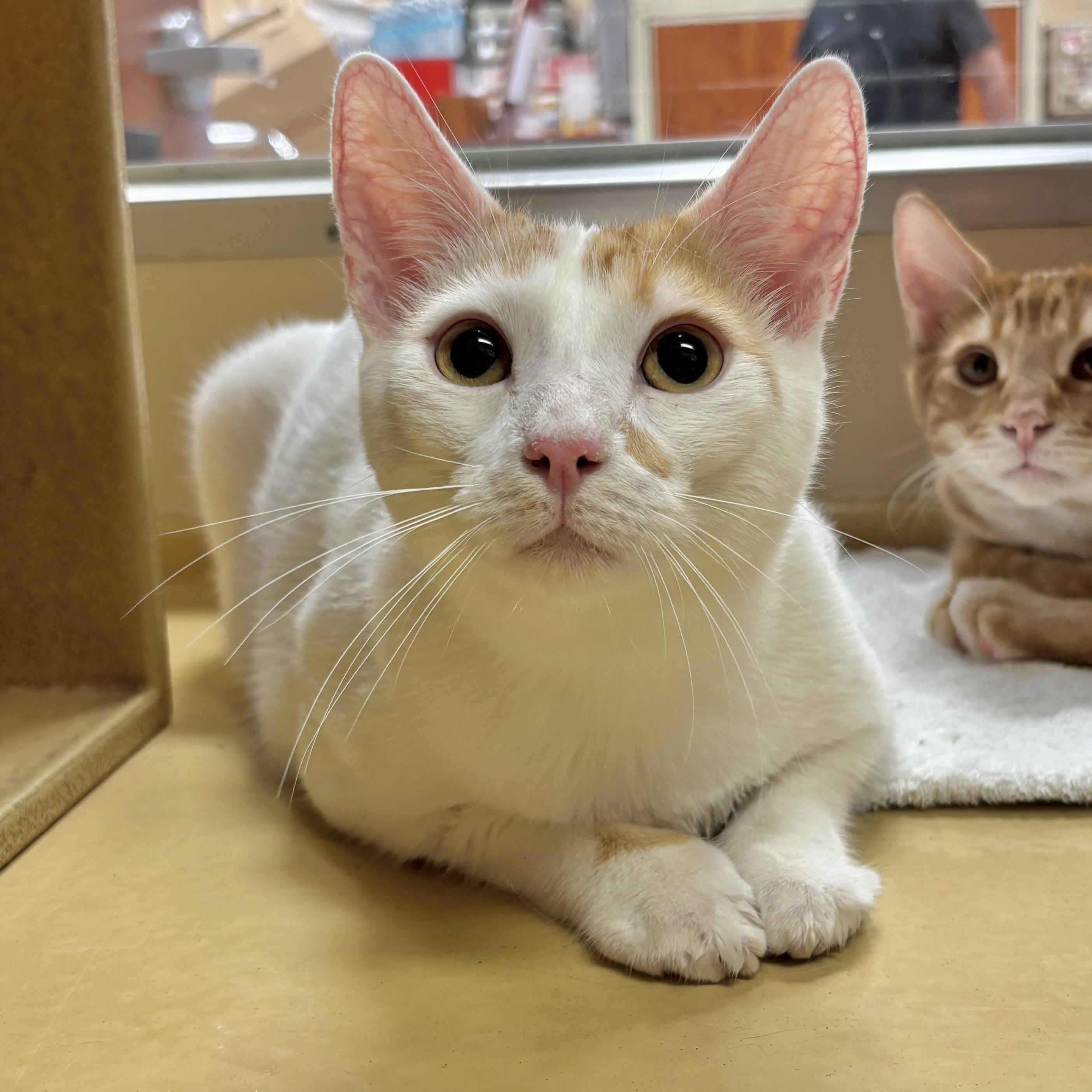 Moogle, Adoptable, Young Male Domestic Short Hair.
