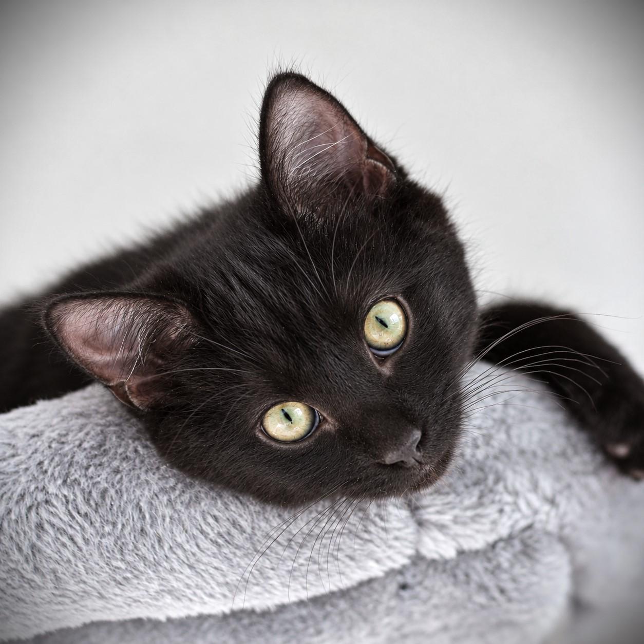Enlarge Kitty Minaj, a Adoptable Domestic Short Hair in Amsterdam, NY image 2/2