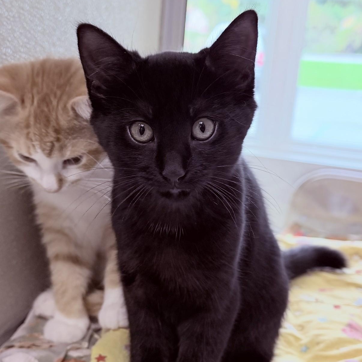Kitty Minaj, Adoptable, Kitten Female Domestic Short Hair.