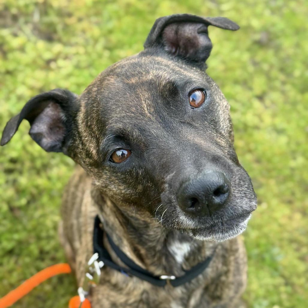 Lulu, Adoptable, Adult Female Pit Bull Terrier & Mixed Breed.