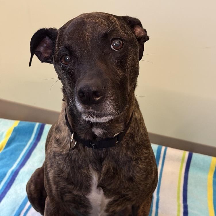 Enlarge Lulu, a Adoptable mixed breed in Tacoma, WA image 3/4