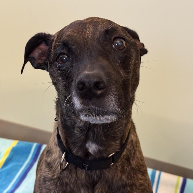 Enlarge Lulu, a Adoptable mixed breed in Tacoma, WA image 4/4