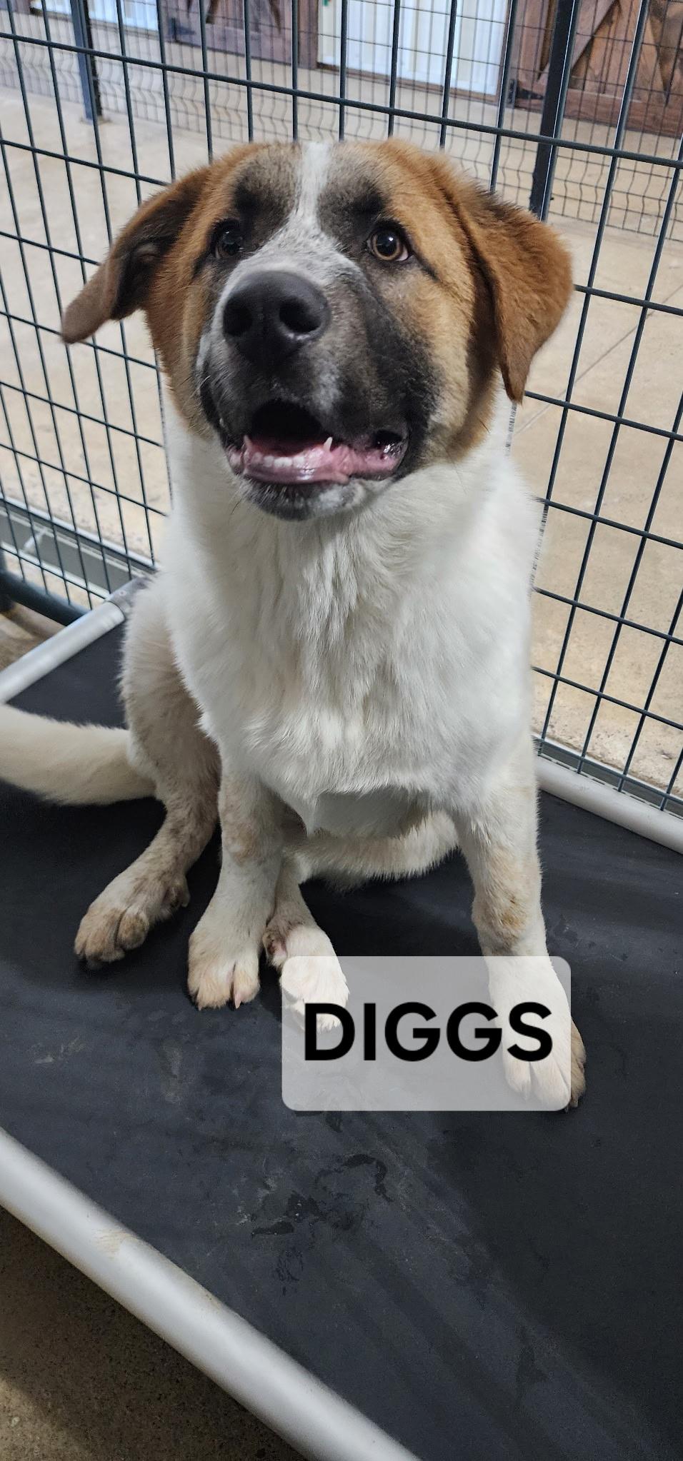 Diggs, ADOPTABLE, Young Male Anatolian Shepherd & Great Pyrenees.
