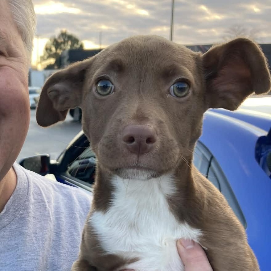 Enlarge Wrenn, a ADOPTABLE mixed breed in Potomac, MD image 3/5