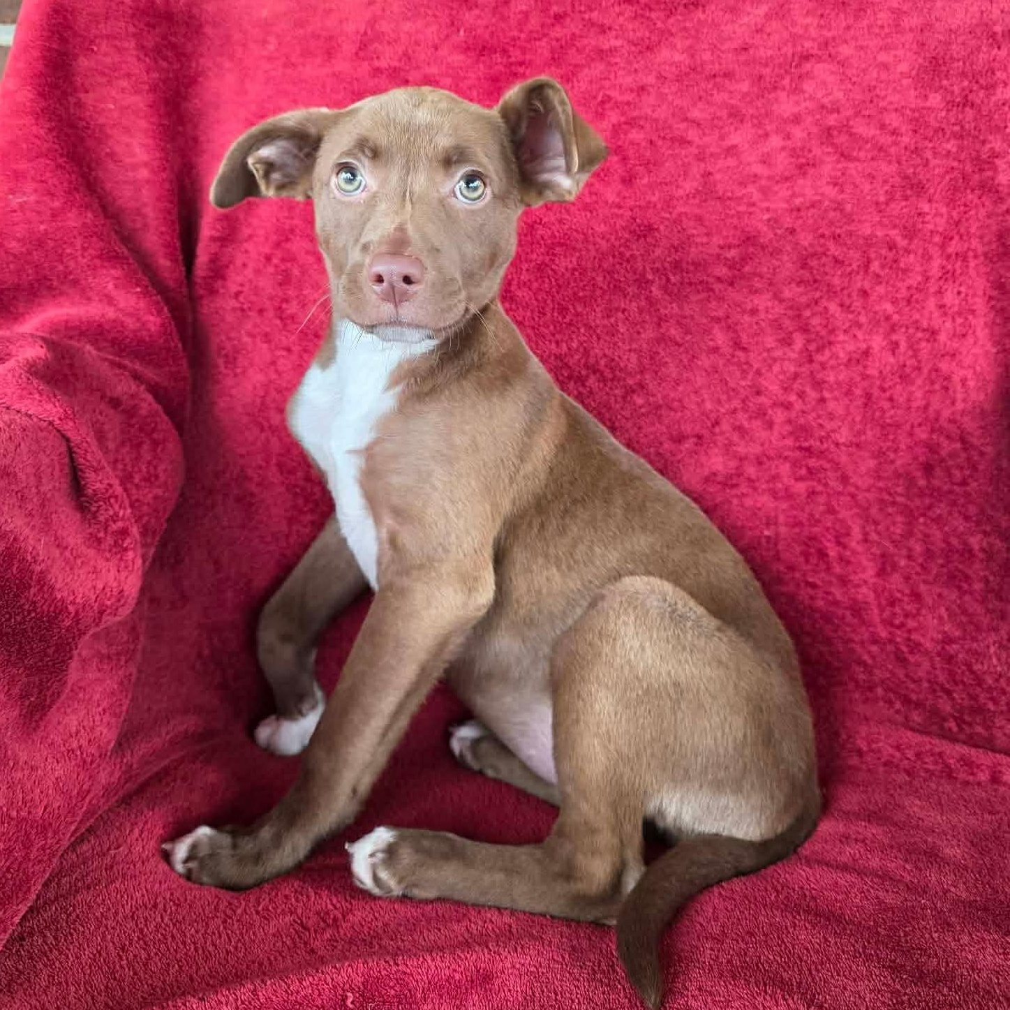 Enlarge Wrenn, a ADOPTABLE mixed breed in Potomac, MD image 1/5