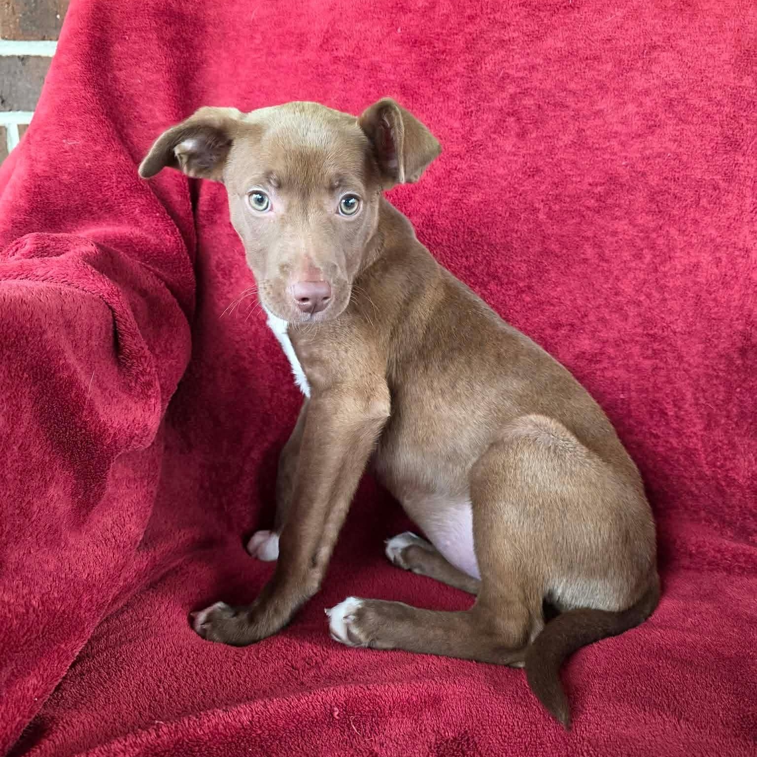 Enlarge Wrenn, a ADOPTABLE mixed breed in Potomac, MD image 2/5