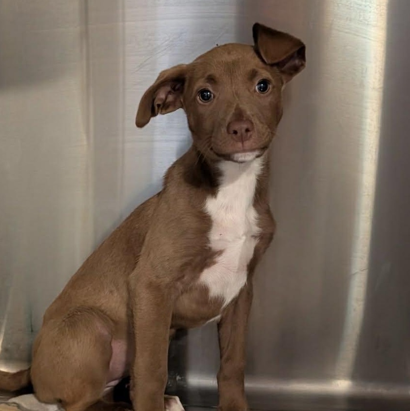 Enlarge Wrenn, a ADOPTABLE mixed breed in Potomac, MD image 4/5