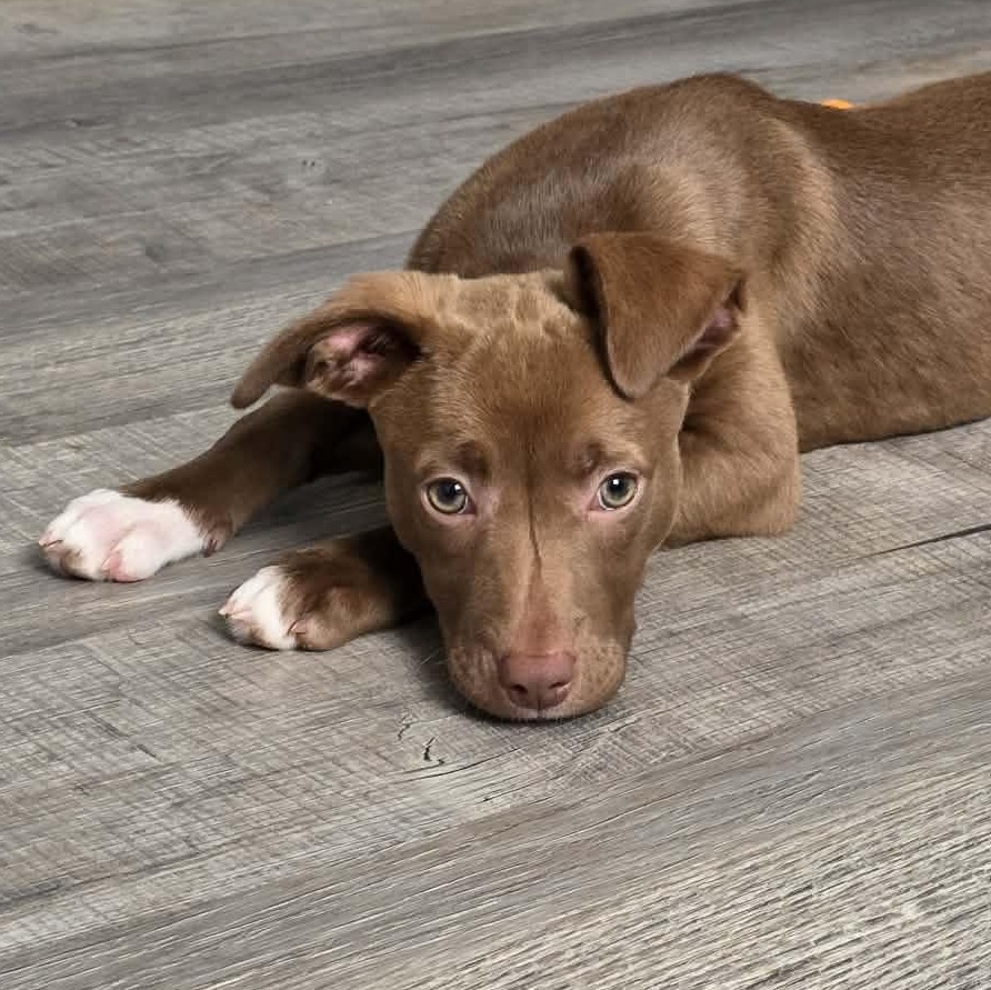 Wrenn, ADOPTABLE, Puppy Female Mixed Breed.