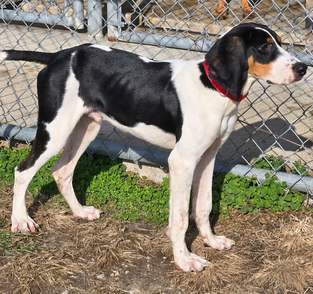 ODIE, Adoptable, Puppy Male Coonhound.