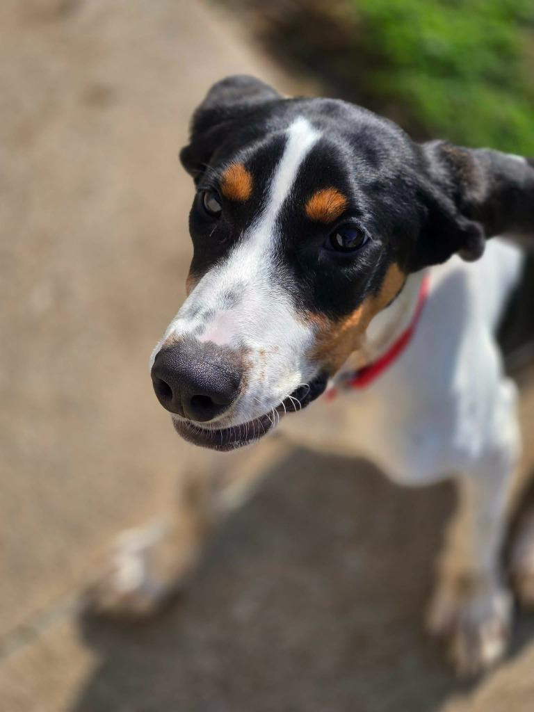 Enlarge ODIE, a Adoptable Coonhound in Moberly, MO image 2/6