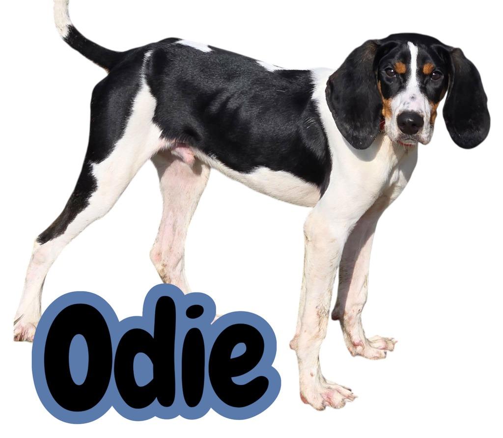 Enlarge ODIE, a Adoptable Coonhound in Moberly, MO image 3/6