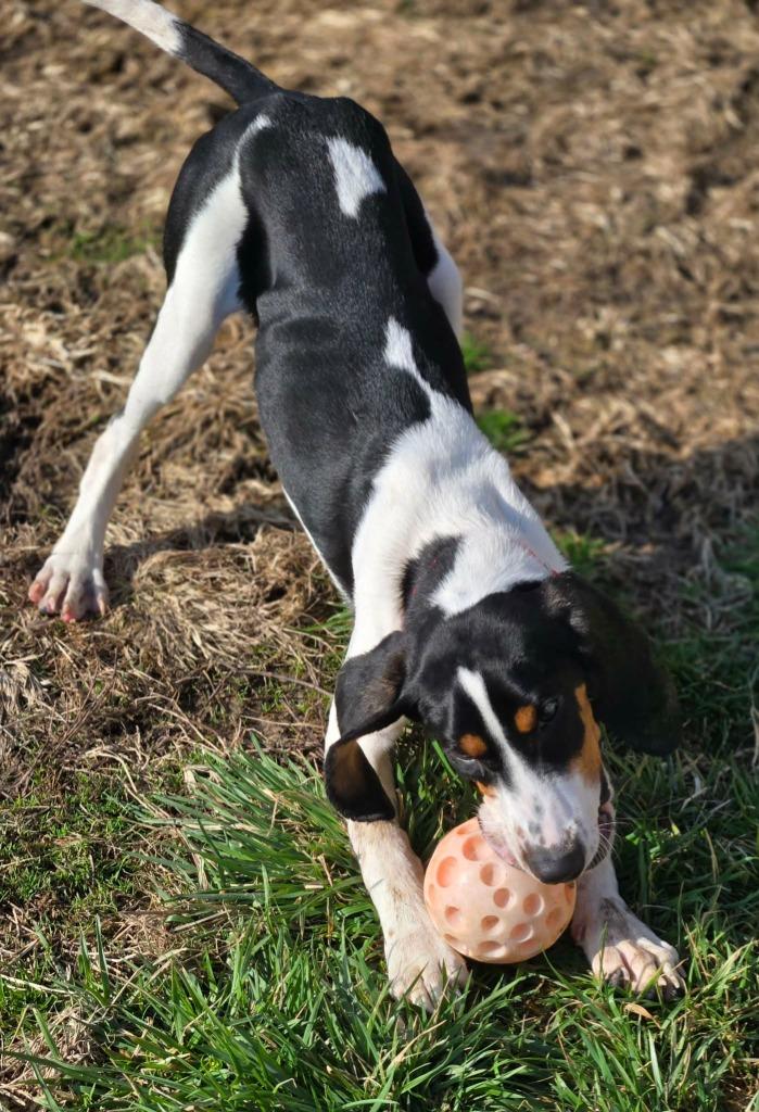 Enlarge ODIE, a Adoptable Coonhound in Moberly, MO image 4/6