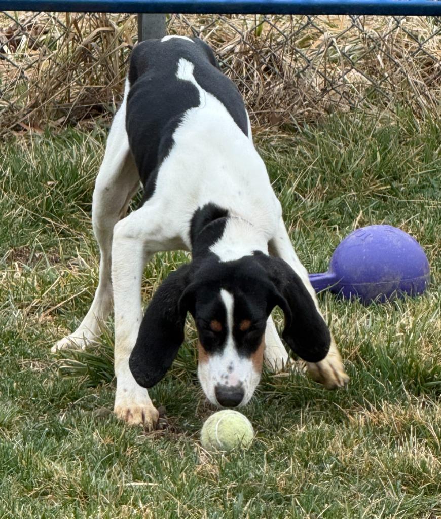 Enlarge ODIE, a Adoptable Coonhound in Moberly, MO image 5/6