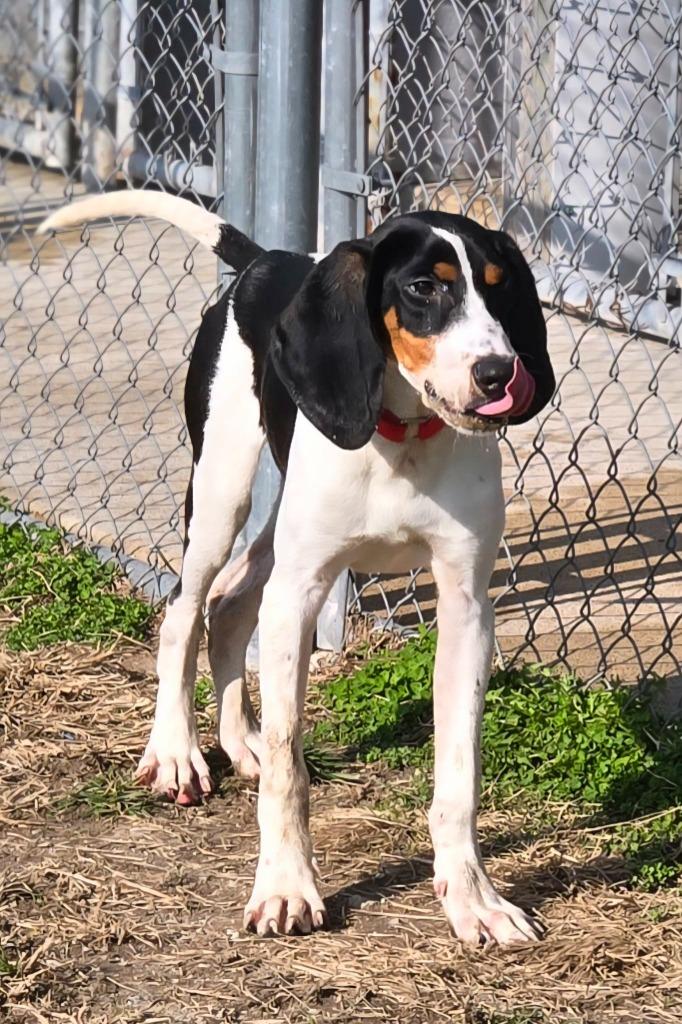 Enlarge ODIE, a Adoptable Coonhound in Moberly, MO image 6/6