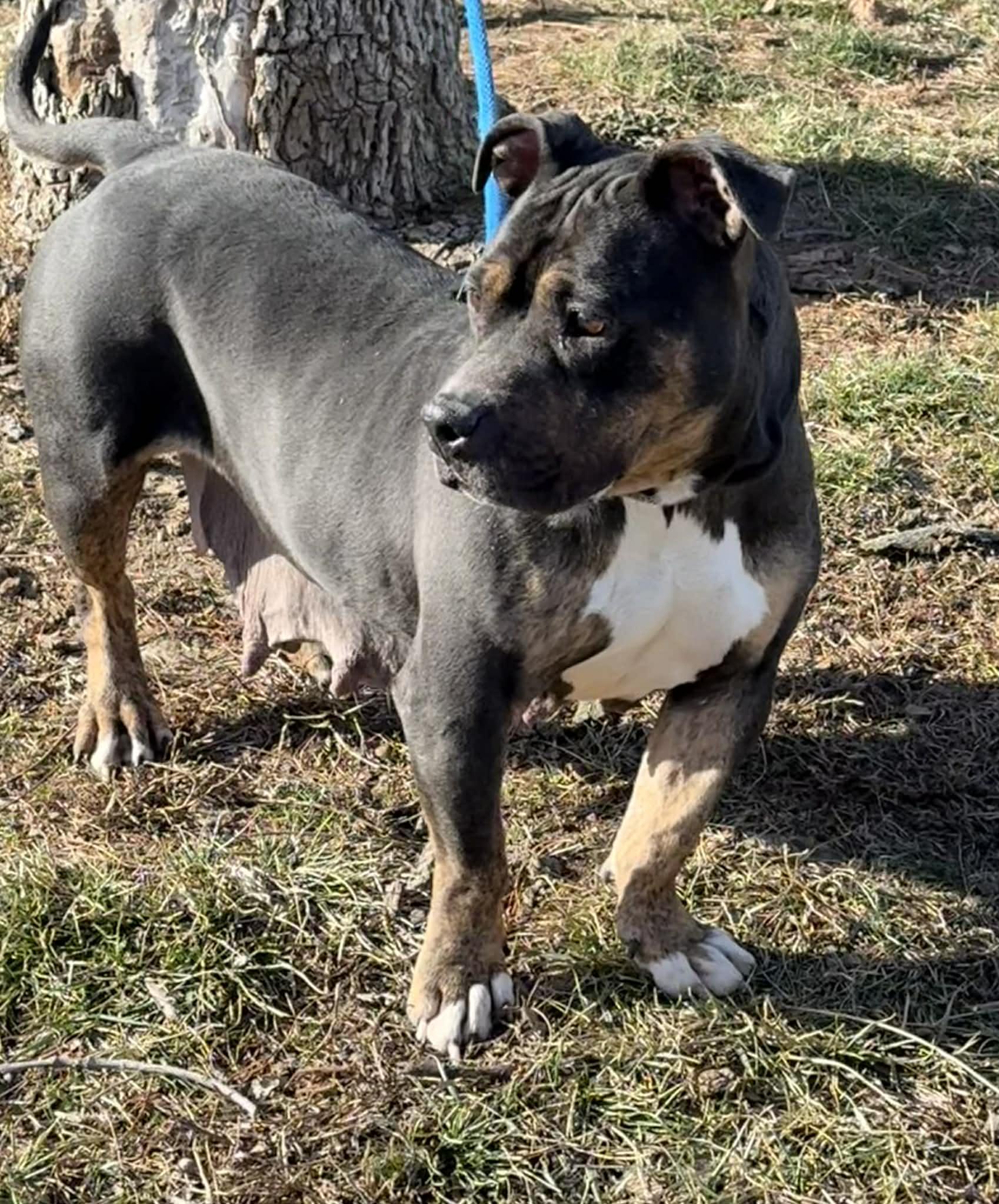 Eleanor, a ADOPTABLE mixed breed in Springfield, IL image 3/3