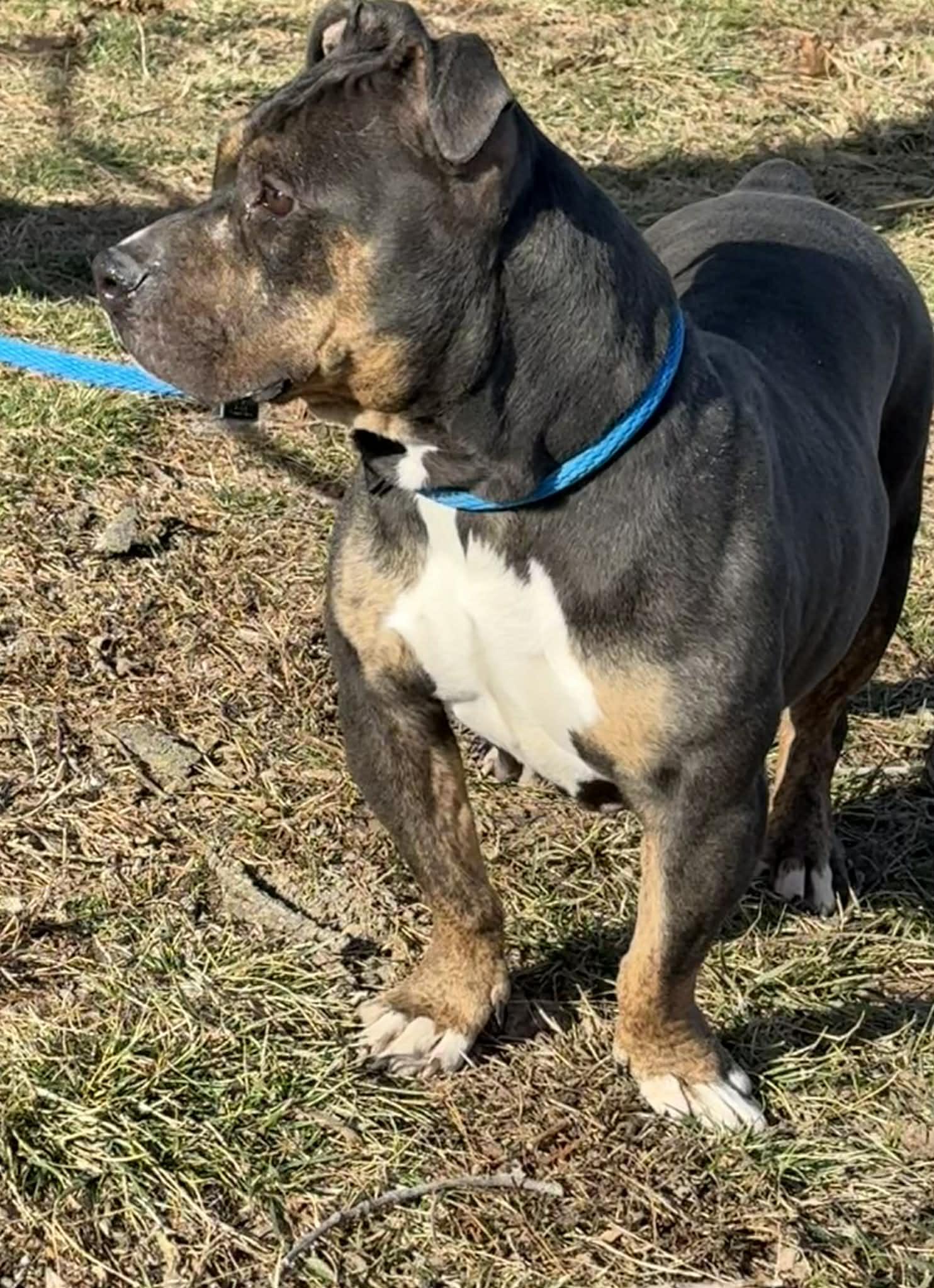 Eleanor, a ADOPTABLE mixed breed in Springfield, IL image 2/3