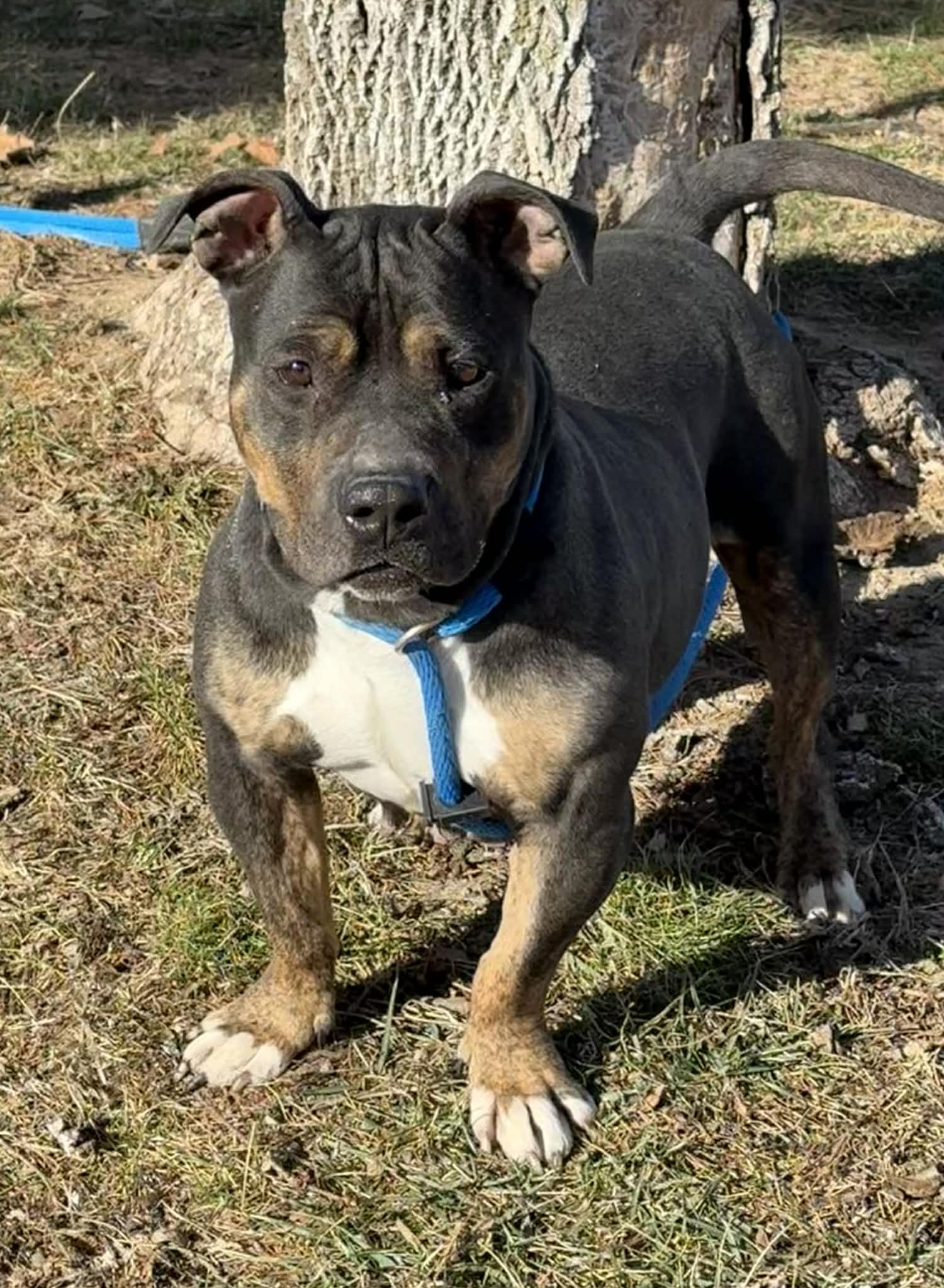 Eleanor, a ADOPTABLE mixed breed in Springfield, IL image 1/3