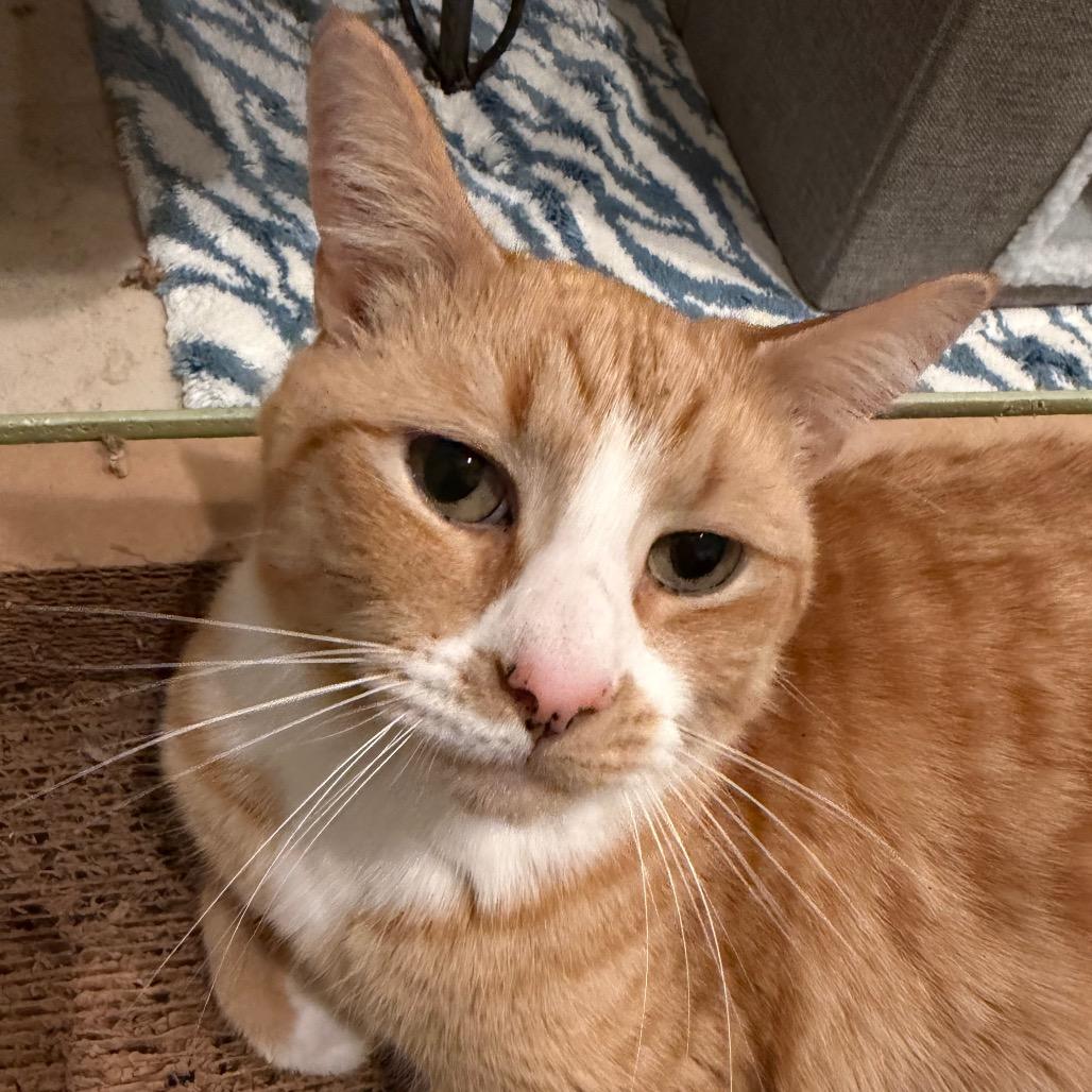 Lee Rockbridge, Adoptable, Adult Male Domestic Short Hair.