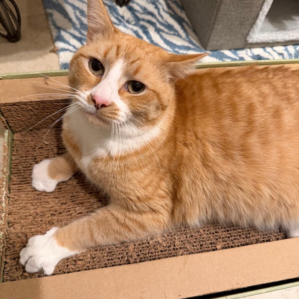 Enlarge Lee Rockbridge, a Adoptable Domestic Short Hair in Merrifield, VA image 2/6