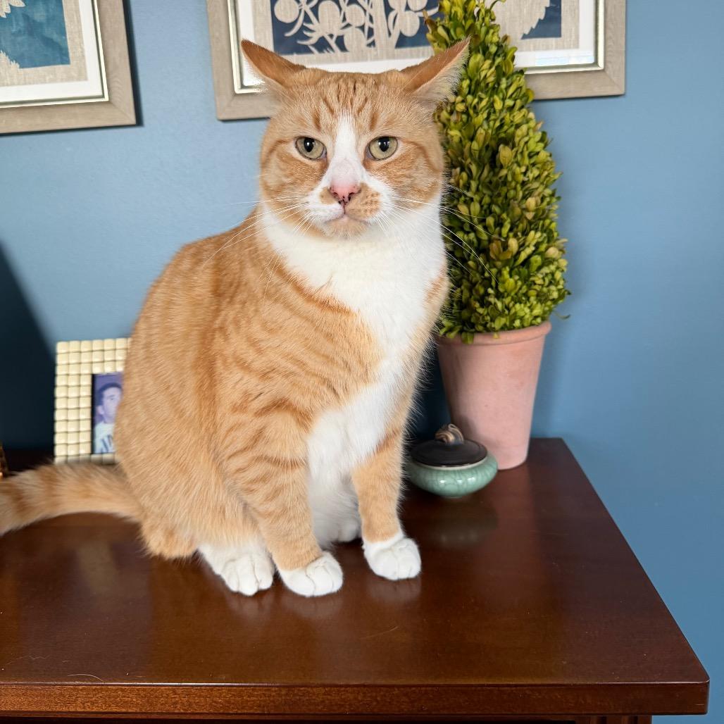 Enlarge Lee Rockbridge, a Adoptable Domestic Short Hair in Merrifield, VA image 3/6