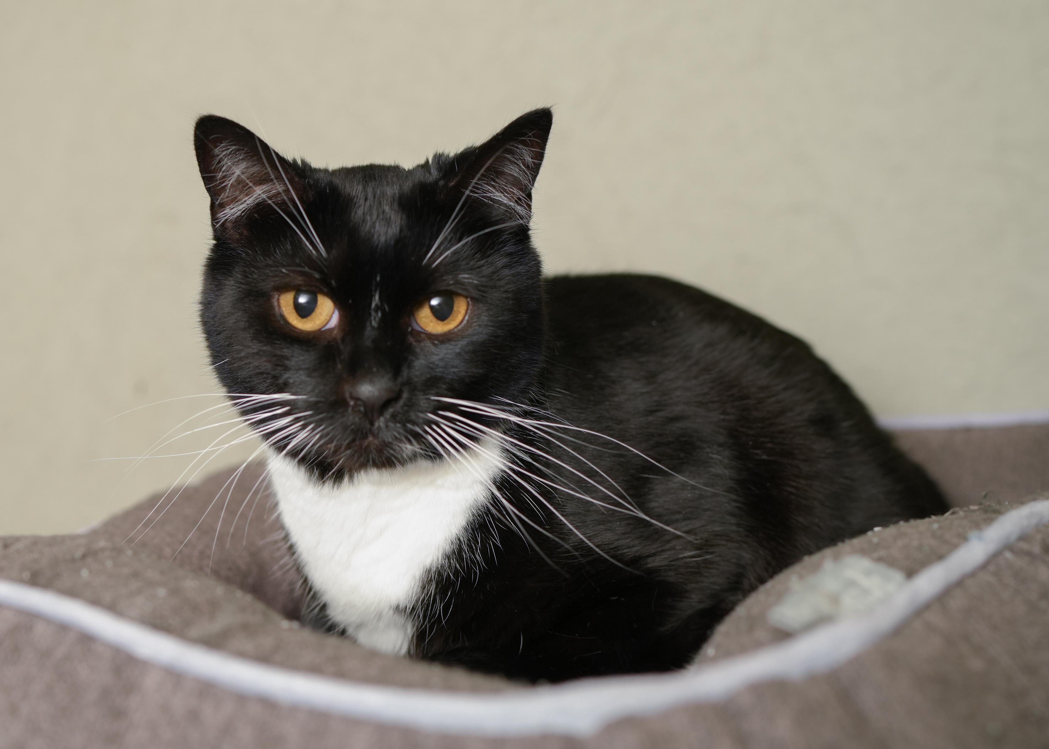 Enlarge Evolene, a ADOPTABLE Domestic Short Hair in Boise, ID image 1/1