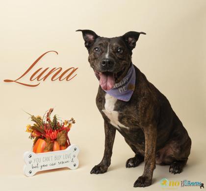 Luna, Adoptable, Senior Female Hound & Mixed Breed.