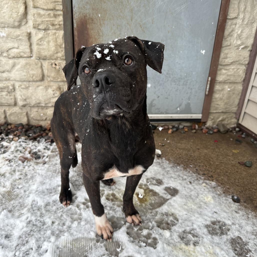 Prince, adopted, Adult Male Pit Bull Terrier.