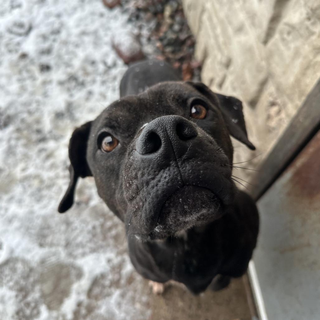 Prince, an adopted Pit Bull Terrier in Chippewa Falls, WI image 2/2