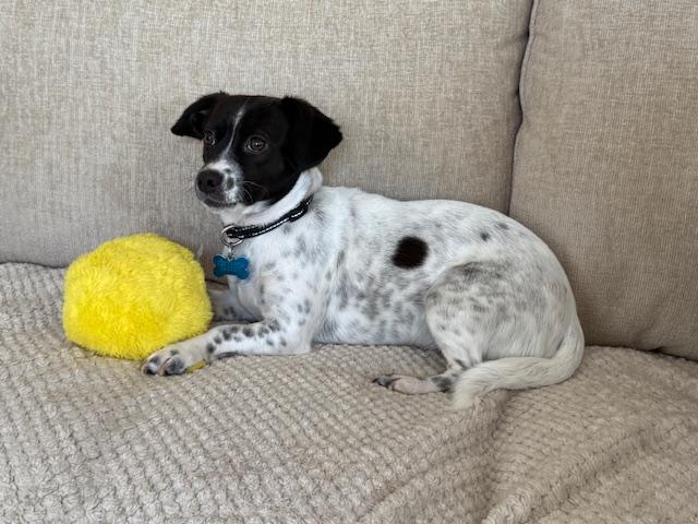 Ella, ADOPTABLE, Puppy Female Terrier & Chihuahua.