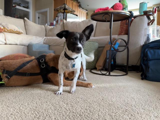 Ella, a ADOPTABLE mixed breed in Plainfield, IL image 2/2