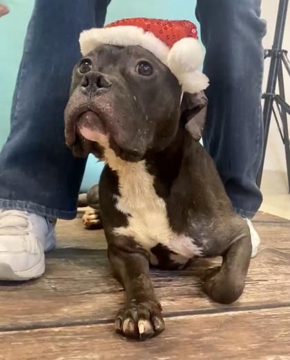 Topher — thumbnail 2