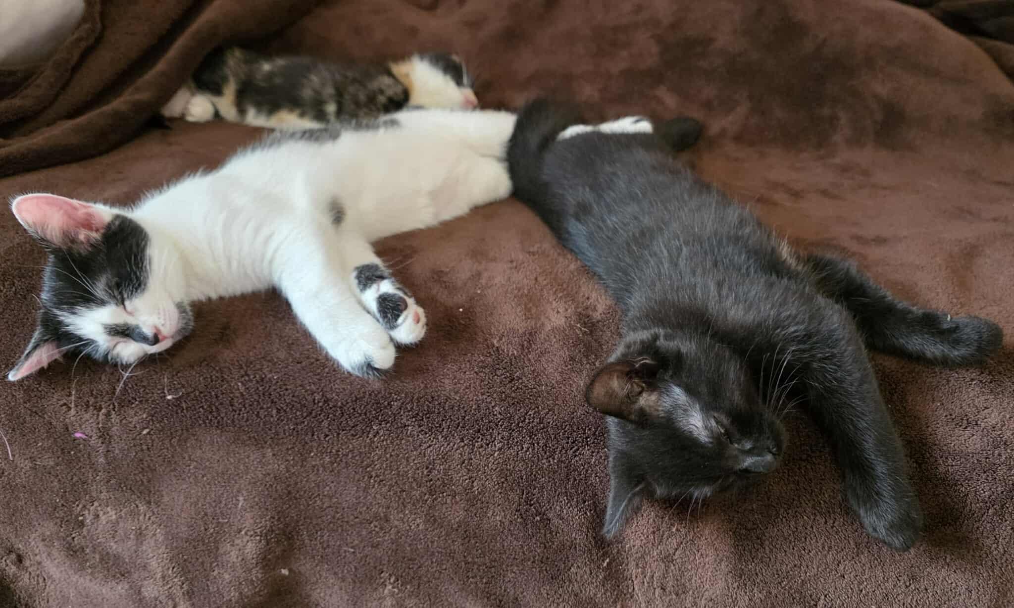 Panther & Tiger Lilly (M& F), an adoptable Domestic Short Hair in De Pere, WI, 54115 | Photo Image 2