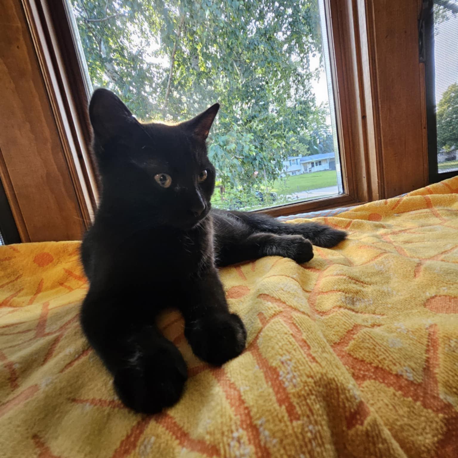 Panther & Tiger Lilly (M& F), an adoptable Domestic Short Hair in De Pere, WI, 54115 | Photo Image 1