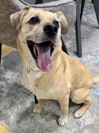 AJ, Adoptable, Adult Male Shepherd & Terrier.
