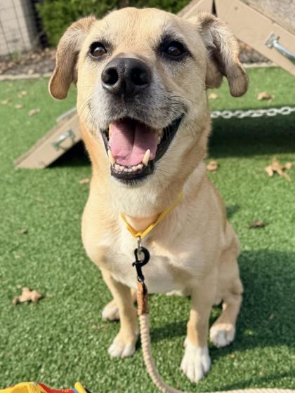 Enlarge AJ, a Adoptable mixed breed in Cincinnati, OH image 2/3