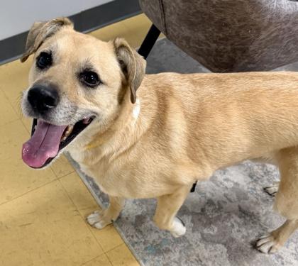 Enlarge AJ, a Adoptable mixed breed in Cincinnati, OH image 3/3
