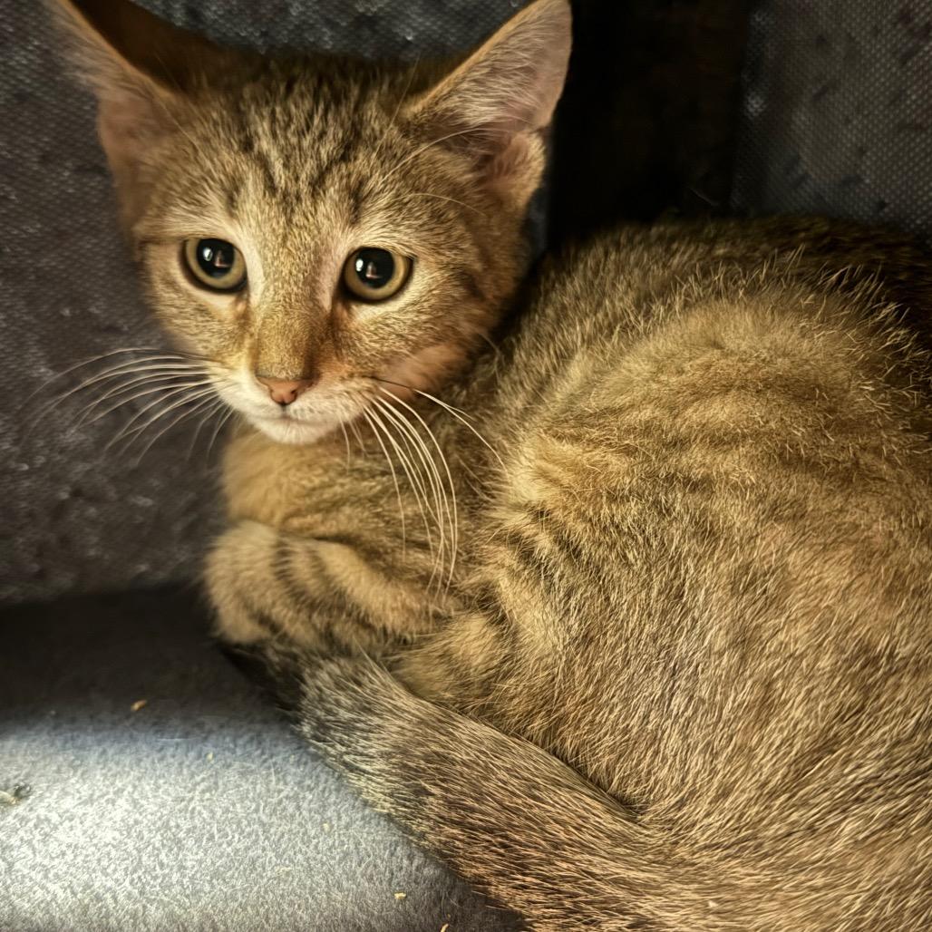 Enlarge Rafiki, a Adoptable Domestic Short Hair in Uniontown, PA image 1/2