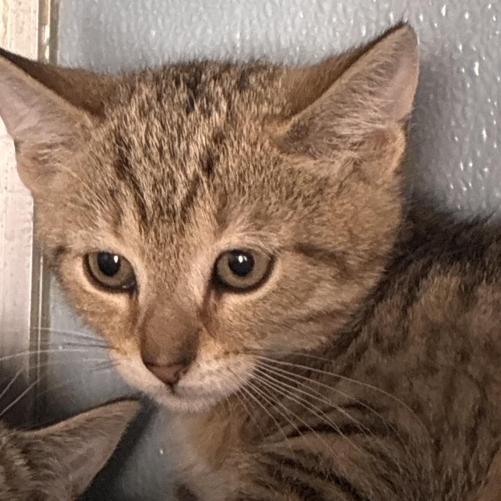 Enlarge Rafiki, a Adoptable Domestic Short Hair in Uniontown, PA image 2/2