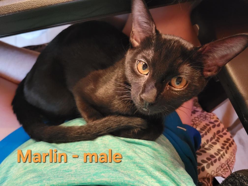 Marlin (Courtesy Post)