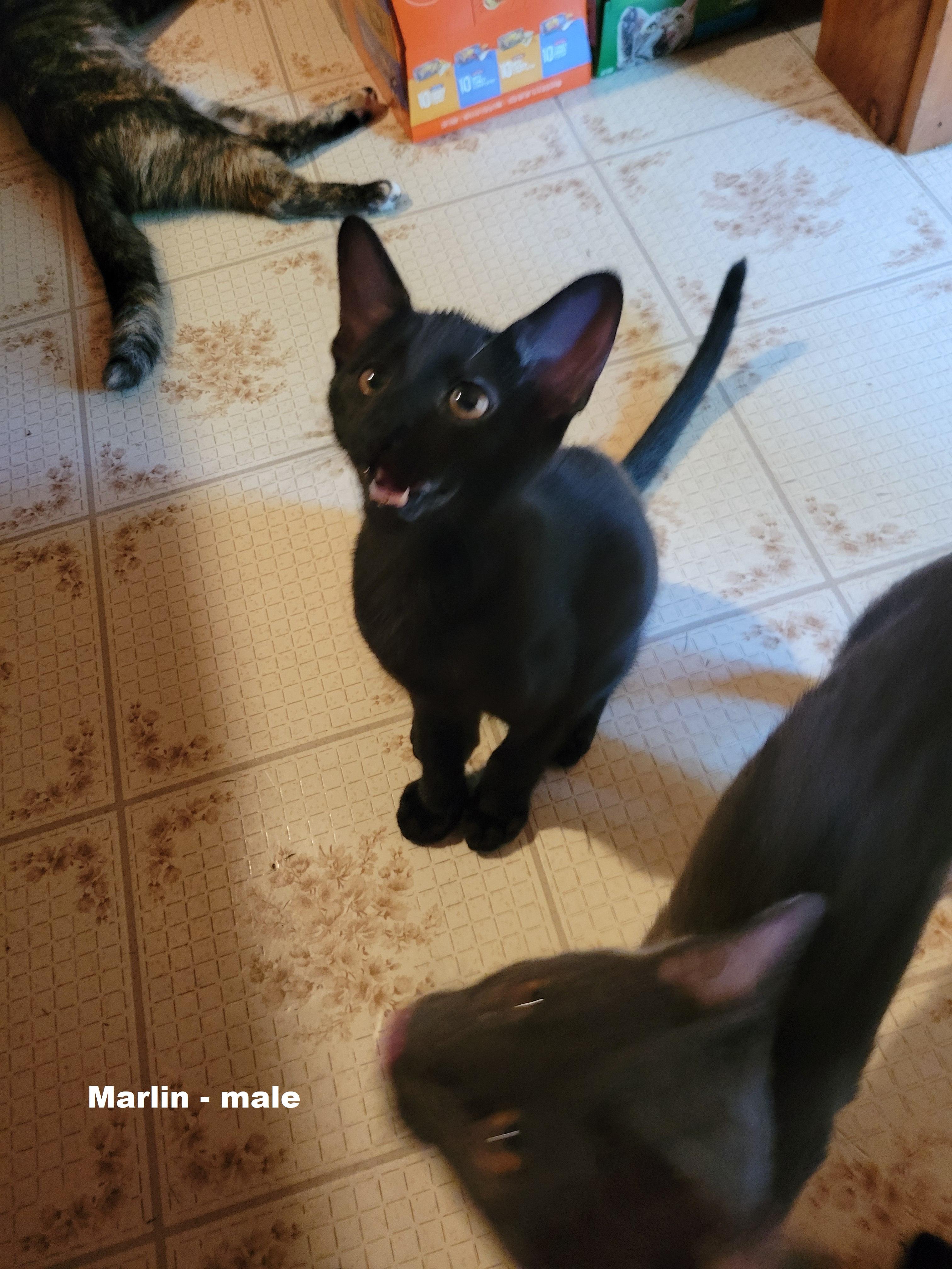 Marlin (Courtesy Post)