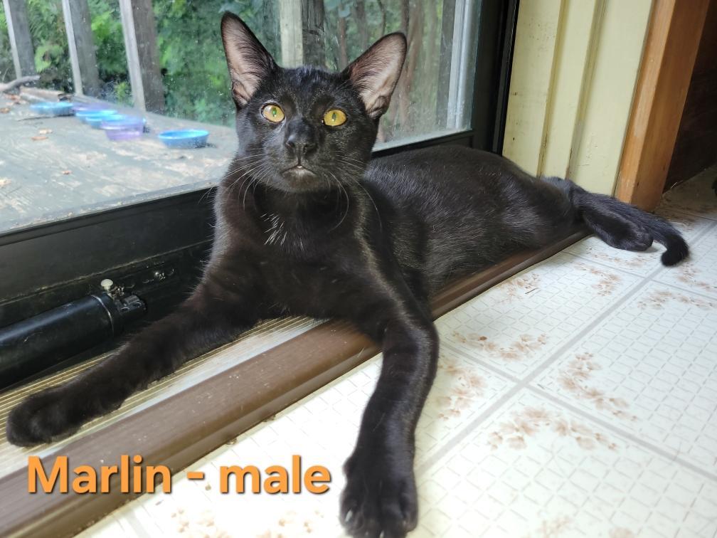 Marlin (Courtesy Post)