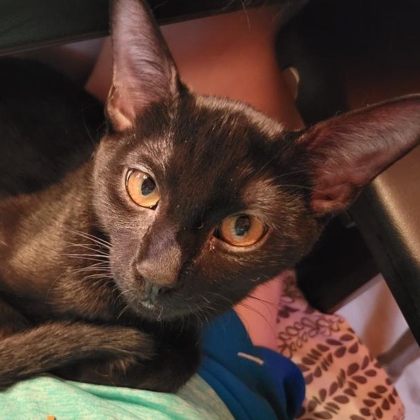 Marlin (Courtesy Post)