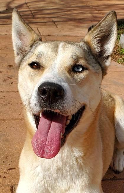 Enlarge Stella, a Adoptable mixed breed in Shreveport, LA image 1/2