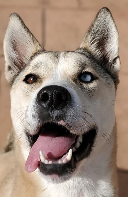 Enlarge Stella, a Adoptable mixed breed in Shreveport, LA image 2/2