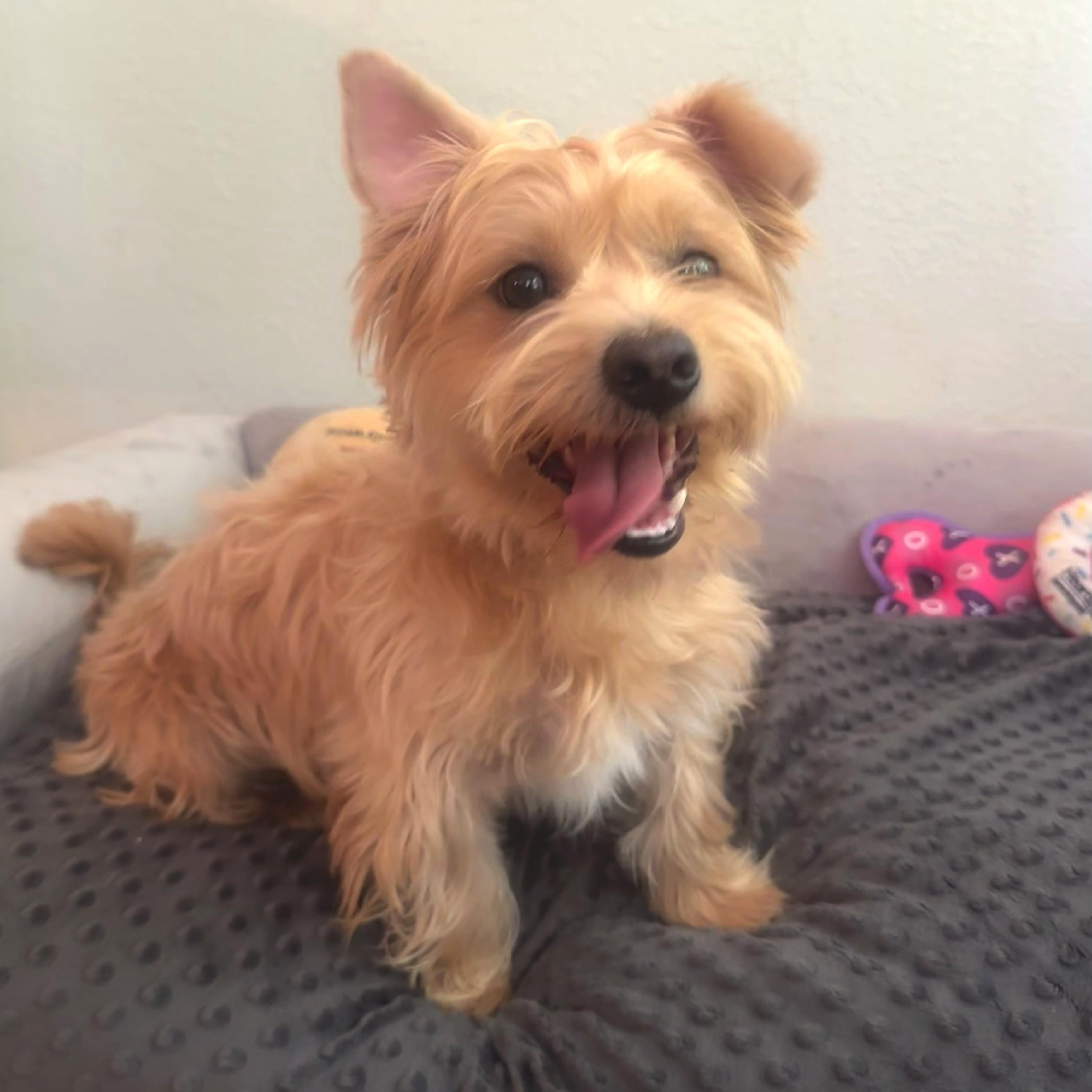 Carl, Adoptable, Young Male Silky Terrier & Yorkshire Terrier.