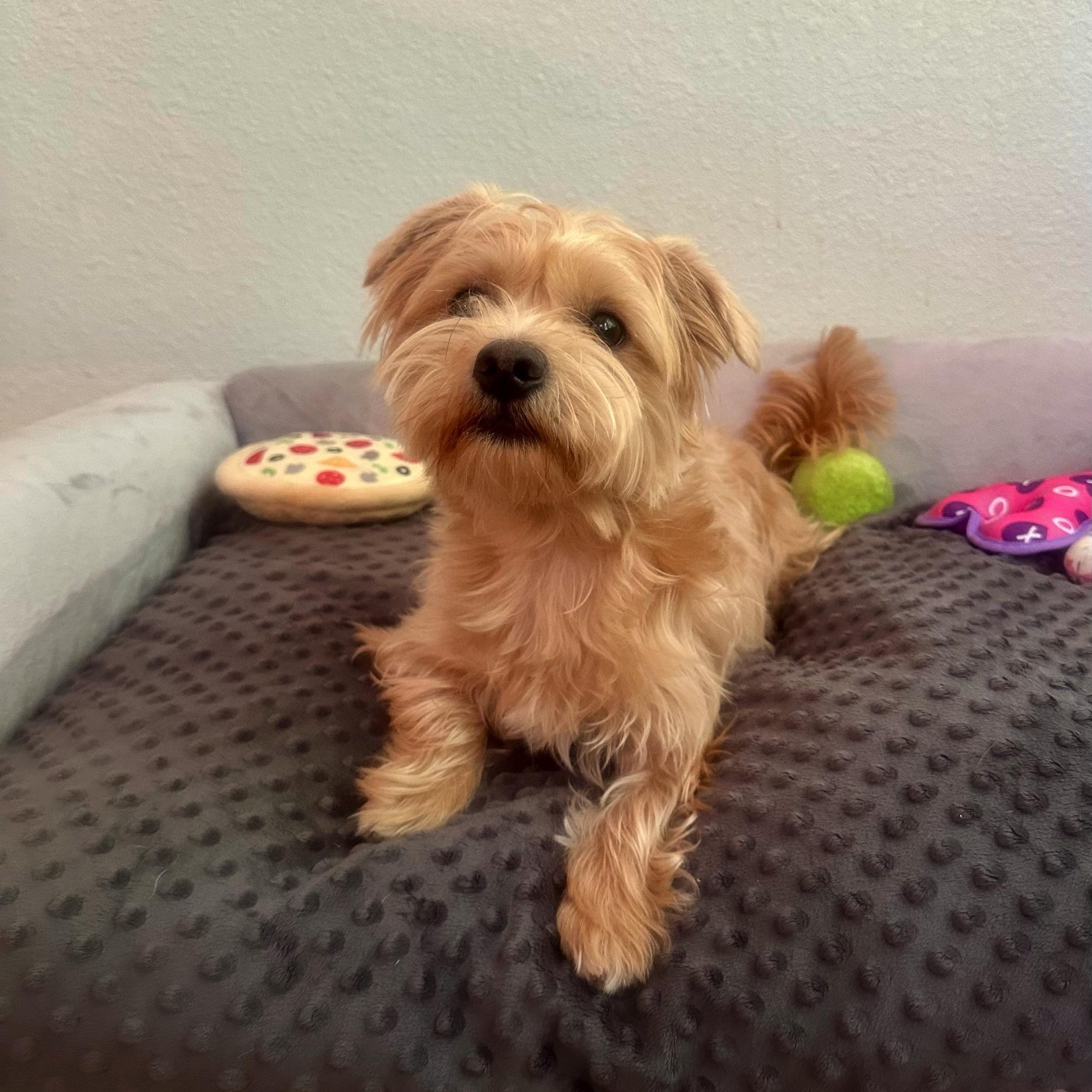 Carl, a Adoptable mixed breed in High Ridge, MO image 6/6