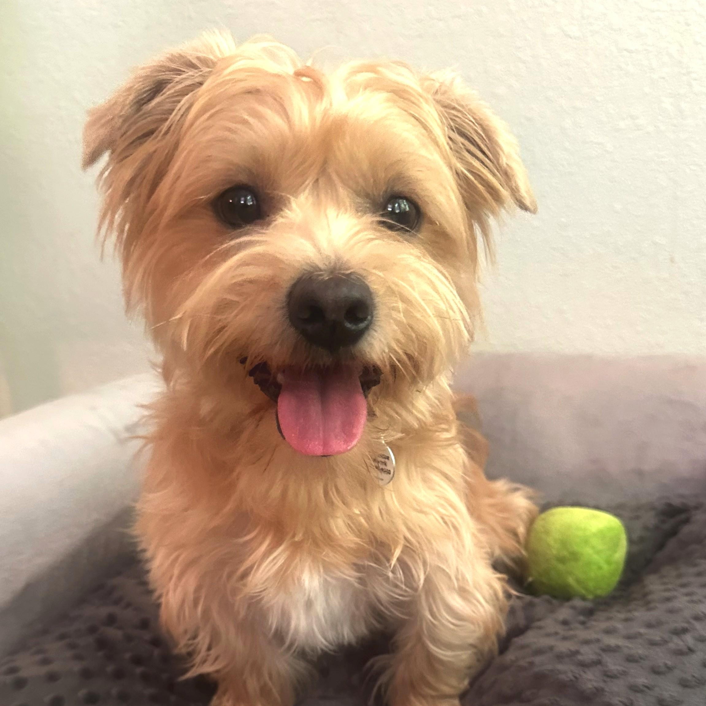 Carl, a Adoptable mixed breed in High Ridge, MO image 3/6