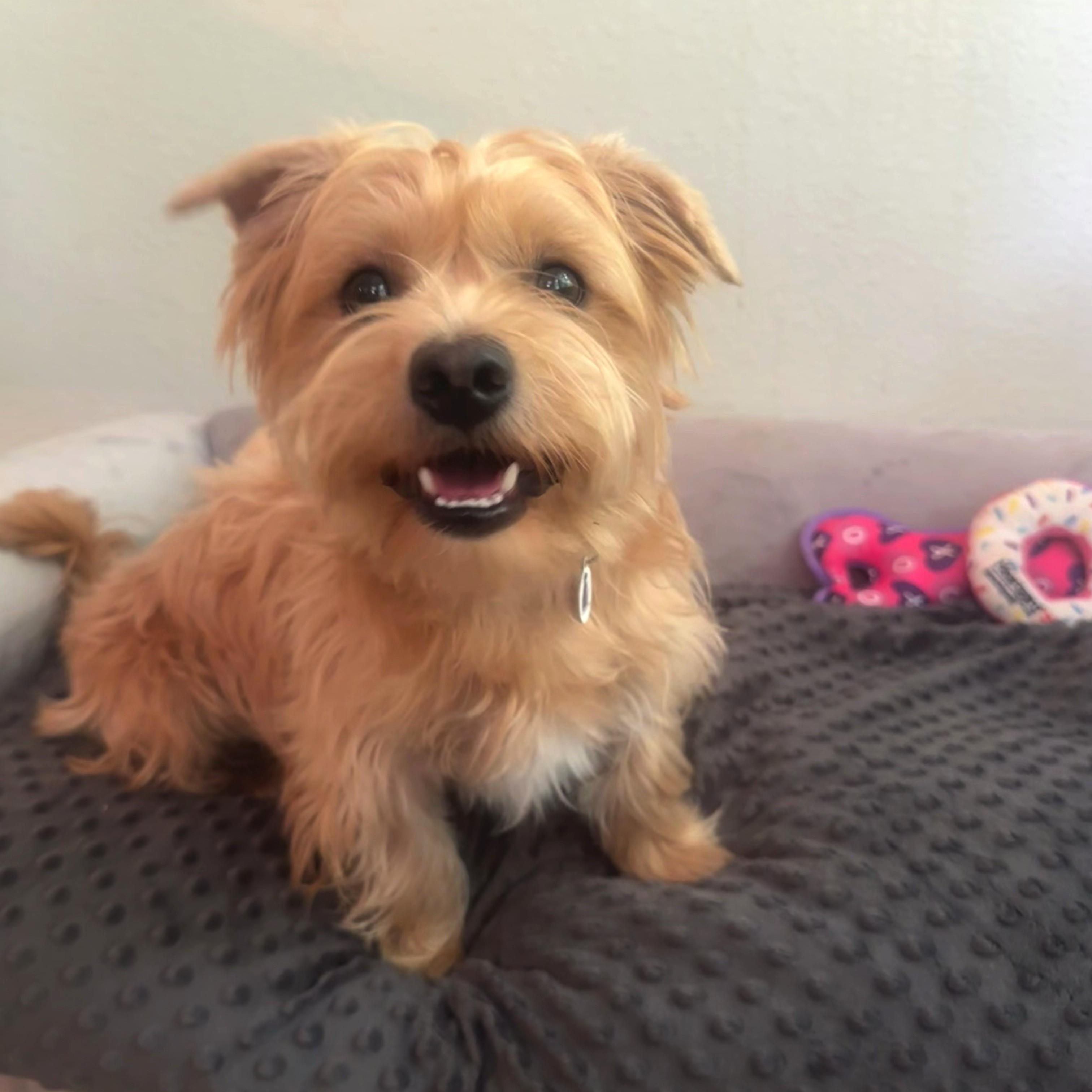 Carl, a Adoptable mixed breed in High Ridge, MO image 5/6
