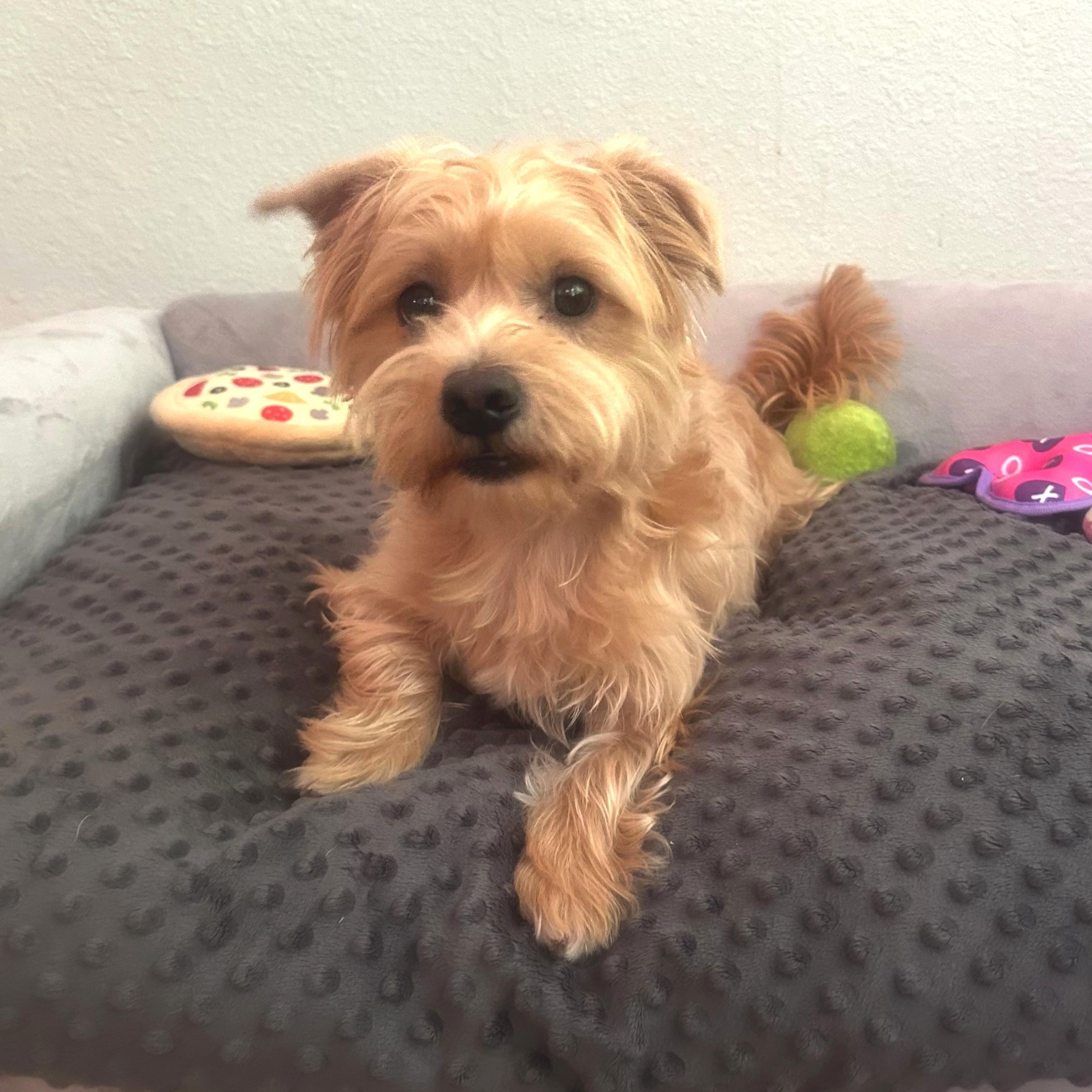 Carl, a Adoptable mixed breed in High Ridge, MO image 2/6